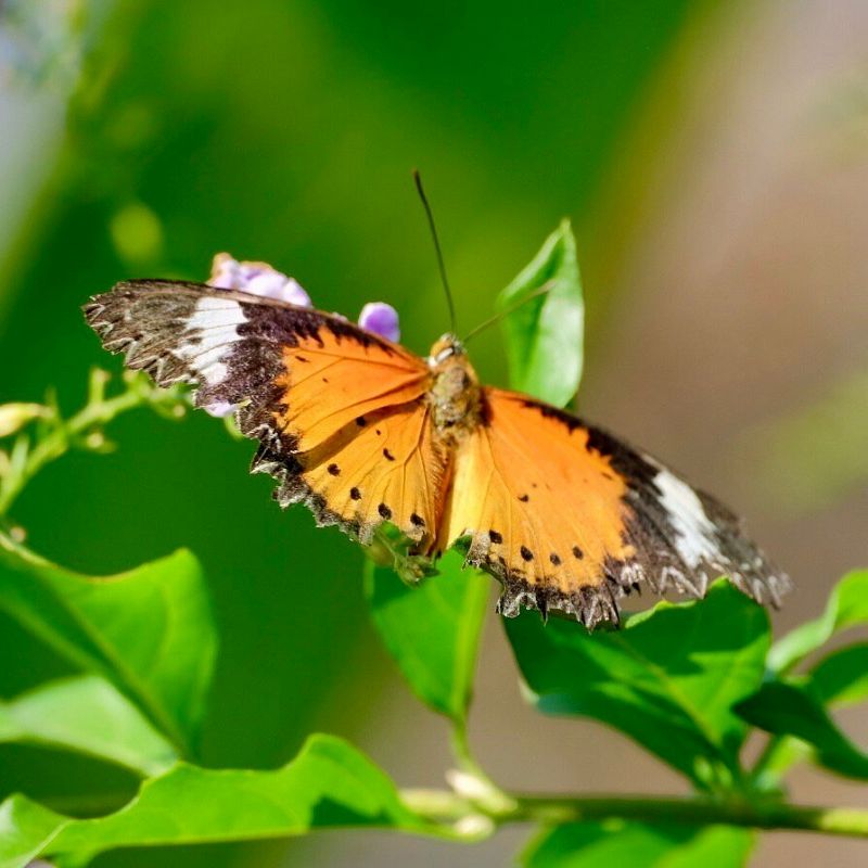Banteay butterfly center attractions in Cambodia