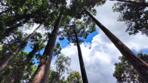 One Day Tour in Mondulkiri