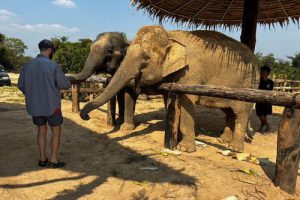 Kulen Waterfall & Elephant Conservation Project