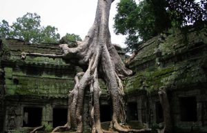 Ancient stone ruins of Ta Prohm temple overgrown with massive tree roots at Angkor Wat Cambodia