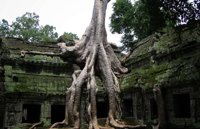 Ancient stone ruins of Ta Prohm temple overgrown with massive tree roots at Angkor Wat Cambodia