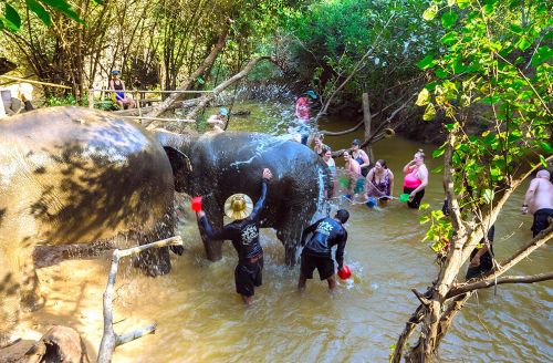 Rescued Asian elephants bathing in a natural river in Cambodia; book a private trip from Phnom Penh with Phnom Penh Taxi Drive.