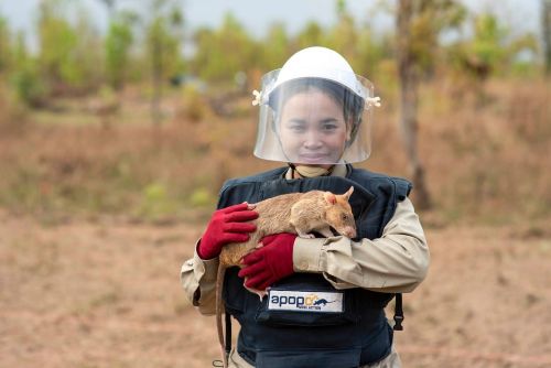 Angkor National Museum, Appopo and Wat Thmei