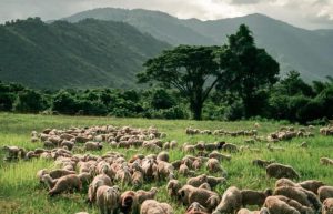 One-Day Kampong Speu Nature & Adventure Tour