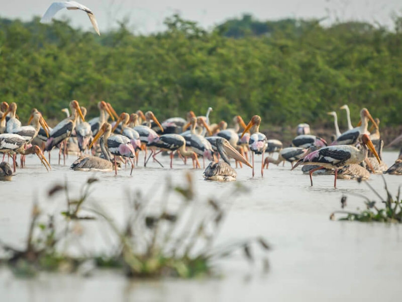 Boeung Tonle Chhmar Bird sanctuary attractions in Cambodia