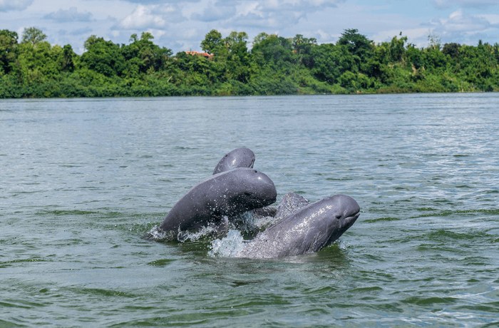 O Mreah Dolphin pool attractions in Cambodia