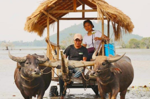 A local couple on a traditional water buffalo cart with a thatched roof in Mondulkiri Cambodia