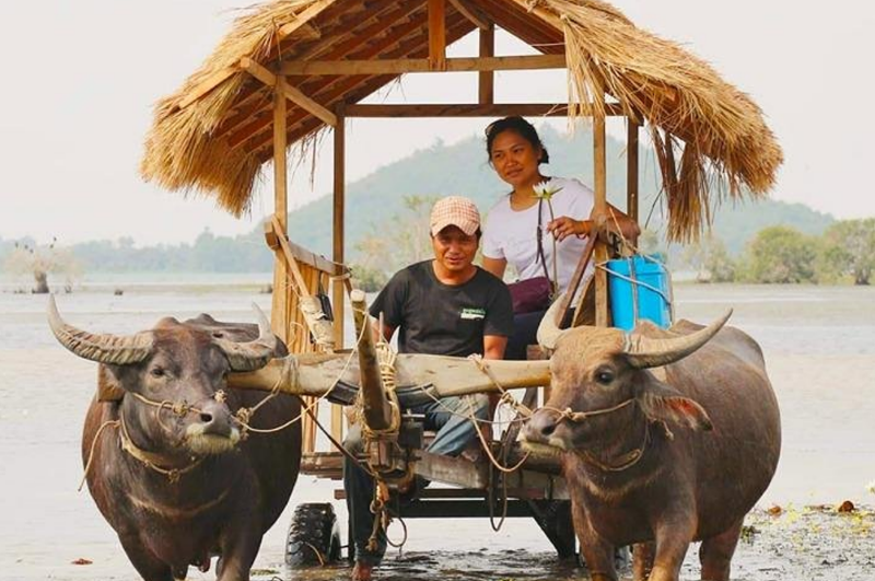 A local couple on a traditional water buffalo cart with a thatched roof in Mondulkiri Cambodia