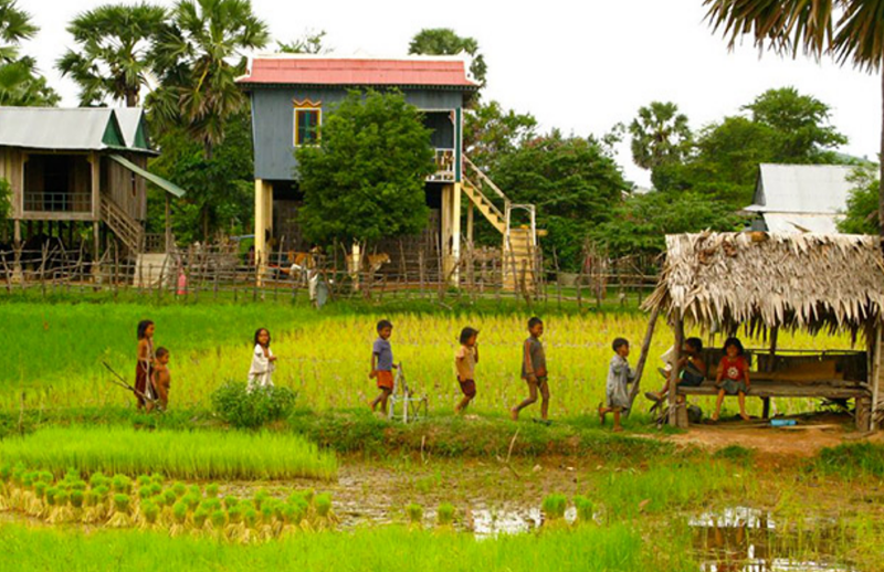 Local Cambodian children walking through a bright green rice paddy in rural Mondulkiri.