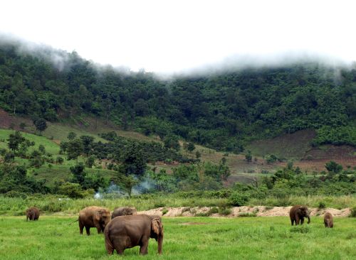 Asian elephants roaming freely in the forested highlands of Mondulkiri province, a top eco-tourism destination in Cambodia.