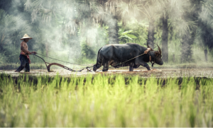 A Cambodian farmer using a water buffalo to plow a rice paddy field in Siem Reap