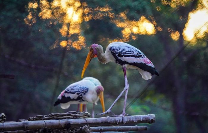 Prek Torl bird sanctuary attractions in Cambodia