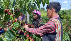 Local farmers harvesting coffee beans at a plantation in Mondulkiri; visit the highlands with Phnom Penh Taxi Drive.