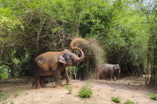 Kulen Waterfall & Elephant Conservation Project