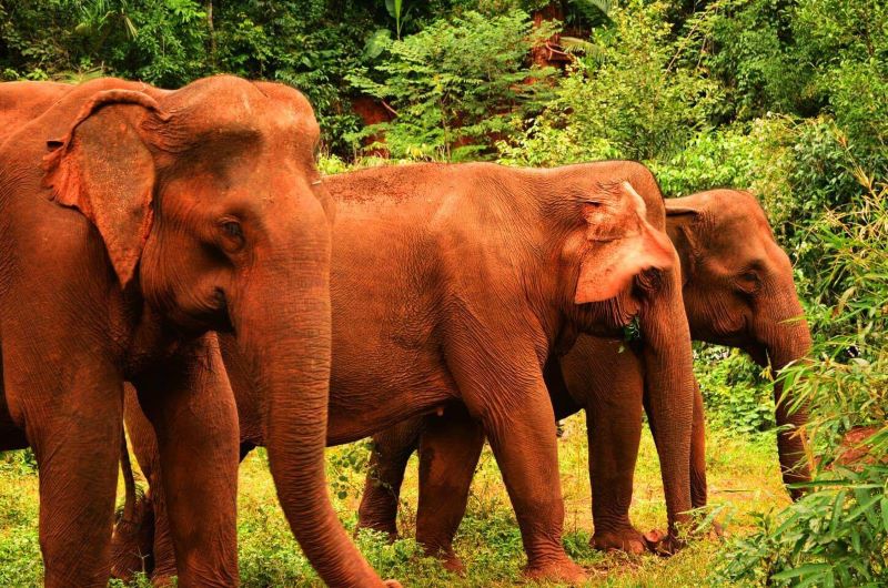 Elephant Valley Project attractions in Cambodia