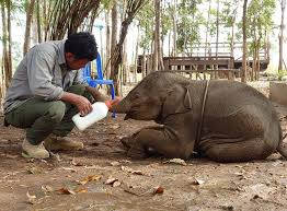 A caretaker feeding a rescued baby elephant in Cambodia; book an ethical wildlife tour with Phnom Penh Taxi Drive.