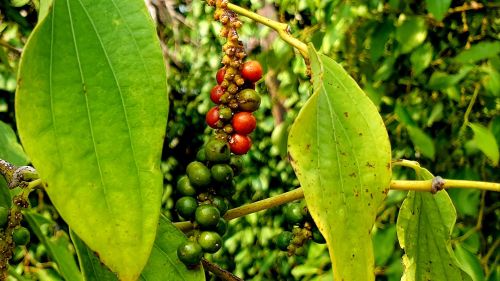 Sacred Lake + Pepper Plantation + Phnom Chhngok Caves