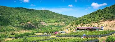 Aerial view of a lush green pepper plantation and rolling hills in Kampot Cambodia
