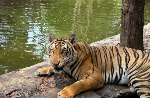 Phnom Penh Safari tour