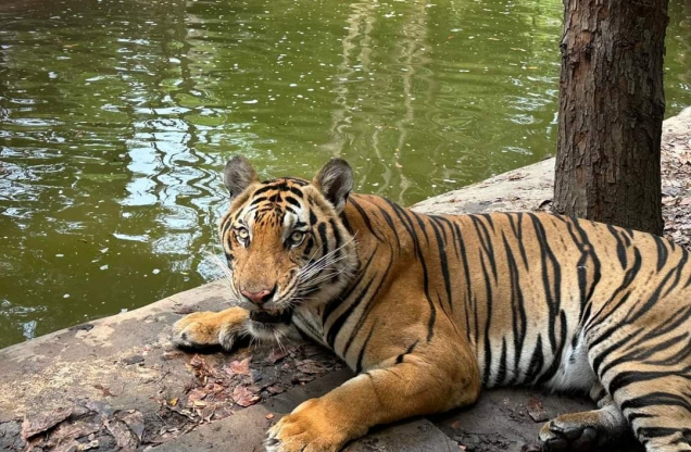 Phnom Penh Safari tour