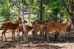 Phnom Penh Safari tour