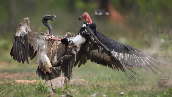 Siem Pang bird and wildlife Sanctuary attractions in Cambodia