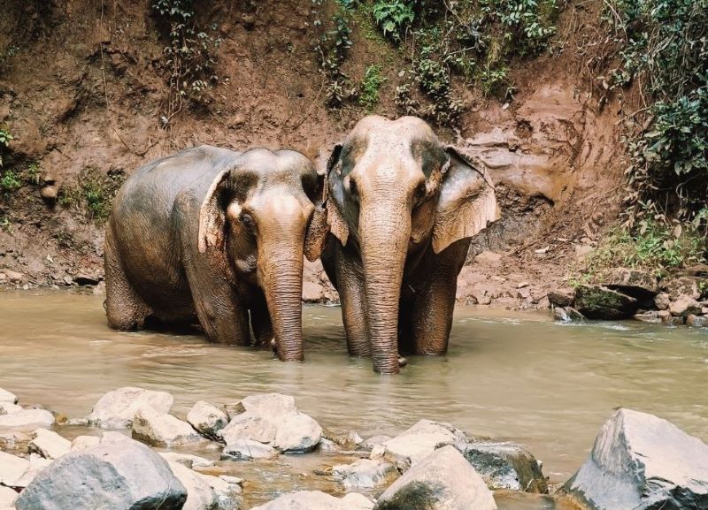 Lum phat wildlife sanctuary attractions in Cambodia